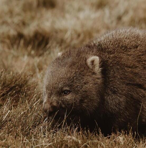 민박 The Eco Cabin Tasmania