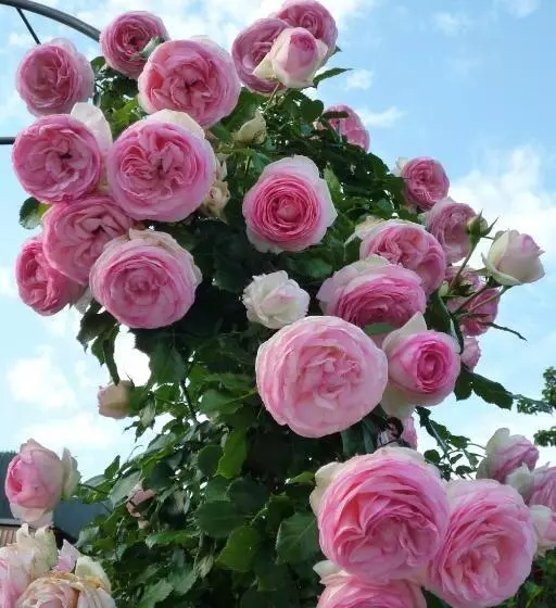 Aamiaismajoitus (B&B) Appartement Zint