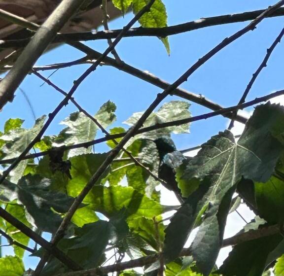 Bed and Breakfast Campus Residencias