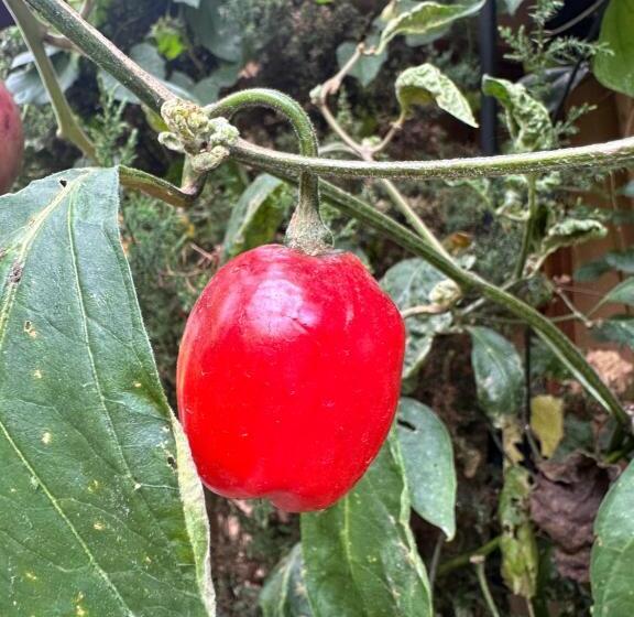 Bed and Breakfast Campus Residencias