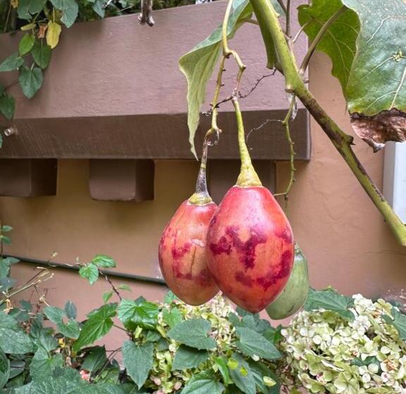 Bed and Breakfast Campus Residencias