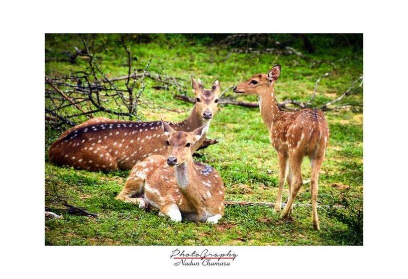 酒店 Sakura Cherry Blossom Cabanas