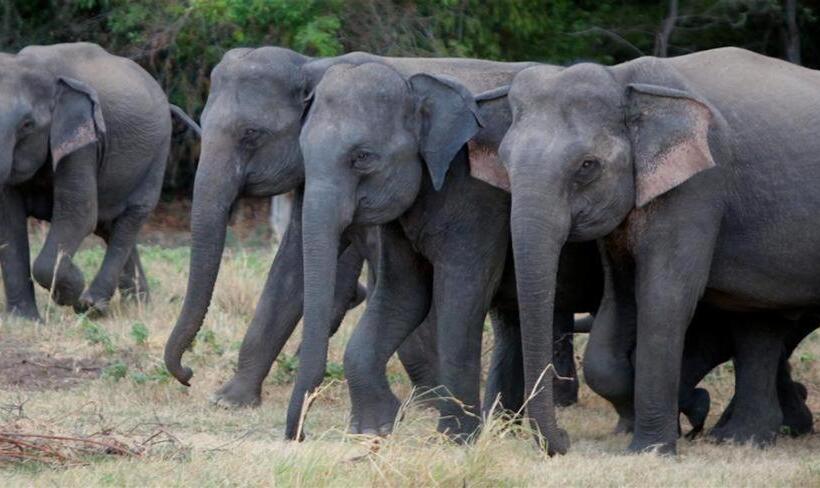 酒店 Sakura Cherry Blossom Cabanas