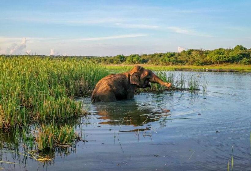 酒店 Sakura Cherry Blossom Cabanas