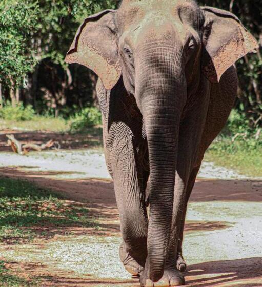 酒店 Sakura Cherry Blossom Cabanas