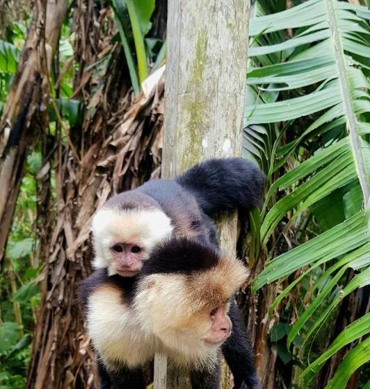 膳宿费 Finca Pantera