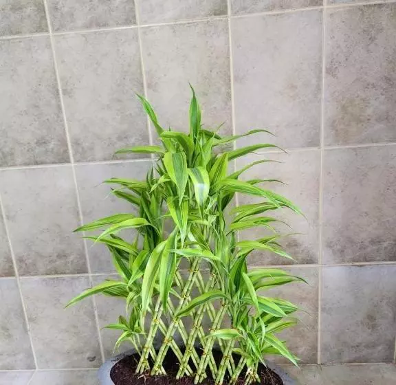 ユースホステル Ceylon Stayz