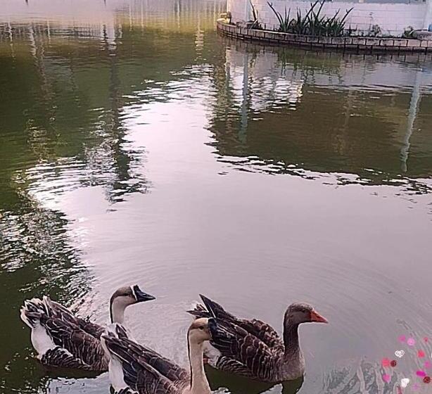ユースホステル Trairão Pousada Em Guararema