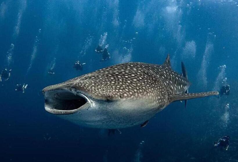 Hotell Raalhu Fonu Maldives