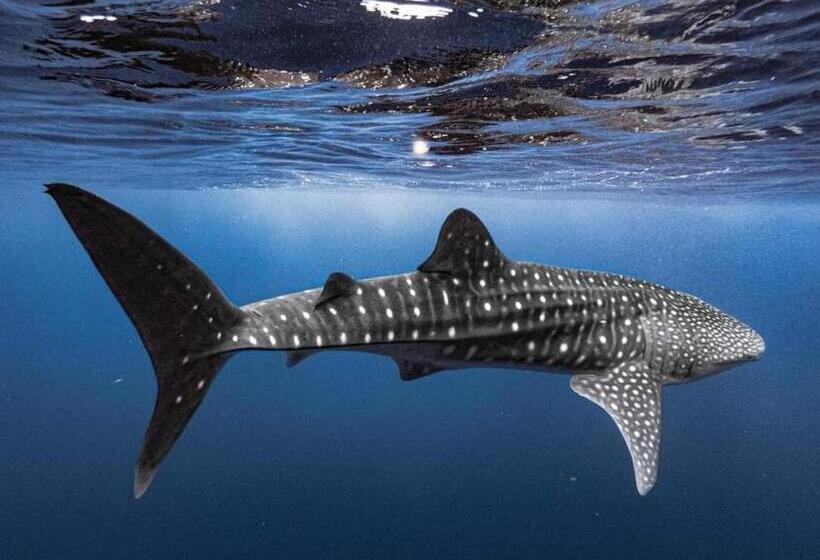 Hotell Raalhu Fonu Maldives