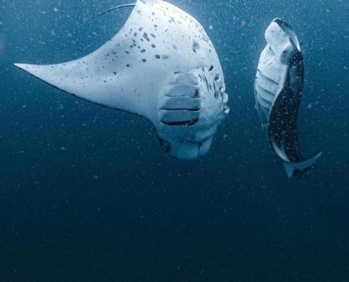 Hotell Raalhu Fonu Maldives