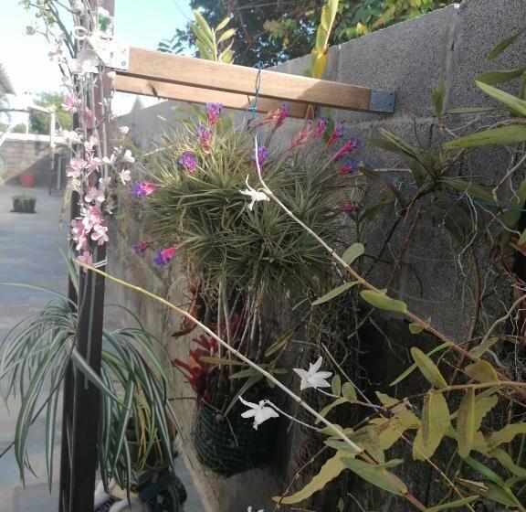 تختخواب و صبحانه Anae