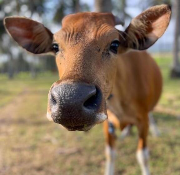 ホテル Desa Cabins