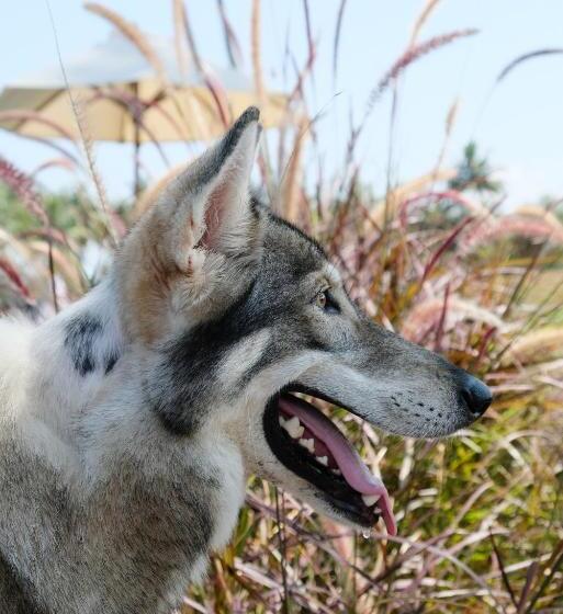 ホテル Desa Cabins