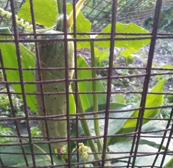 هتل Pame Farm Stay