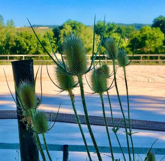 Radius Horse Ranch B&b