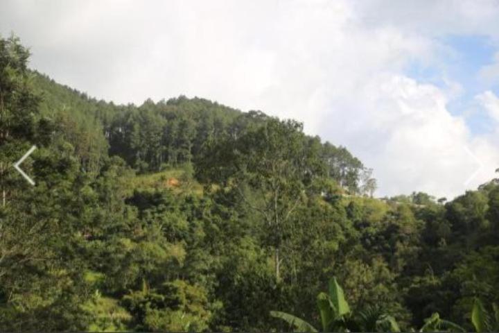 Pension Bird Nest Inn