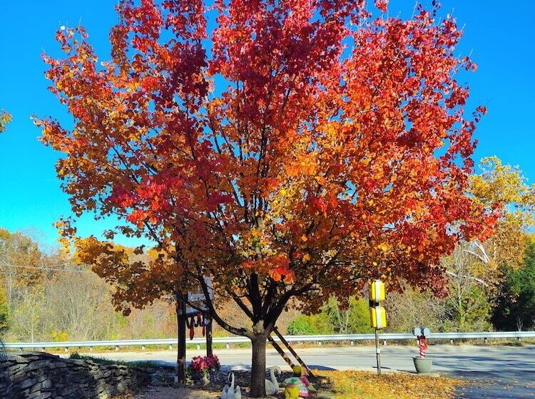 酒店 Shady Acre Inn And Suites