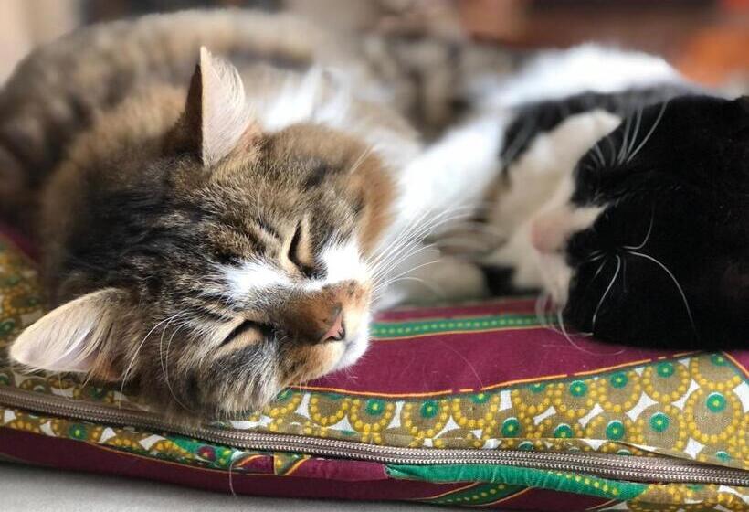 Bed and Breakfast Grandes Chambres Dans Un Corps De Ferme Rénové Du Château Du Piple, à 16km De Paris