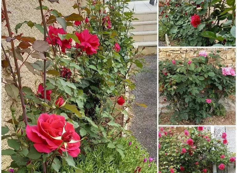 ベッドアンドブレックファースト La Mésange Bleue