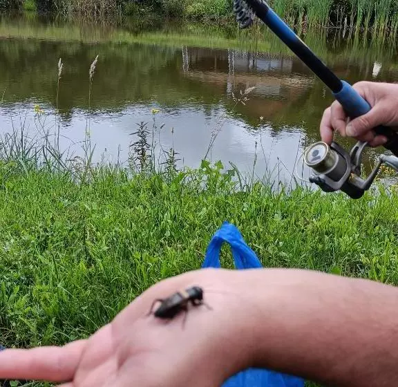 Pensiunea Crăișorul Muntelui