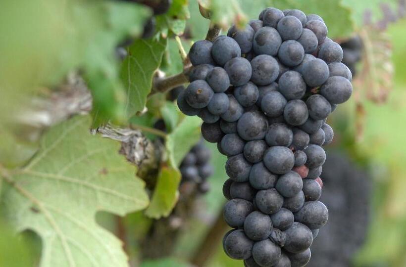 Cuvee J2 Hotel Osaka By Onko Chishin