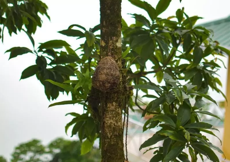 リゾートホテル La Das Treetops