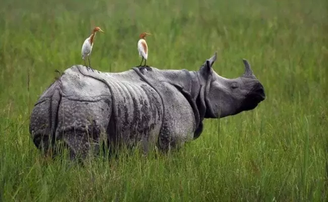 ホテル Kohua Bon   Kaziranga