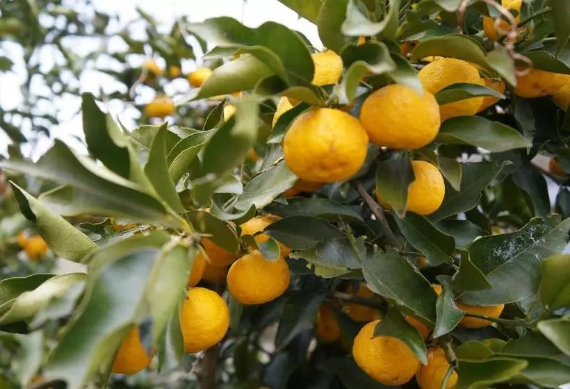 Hotelli 離島 宿navelの学校 三原港から船で14分