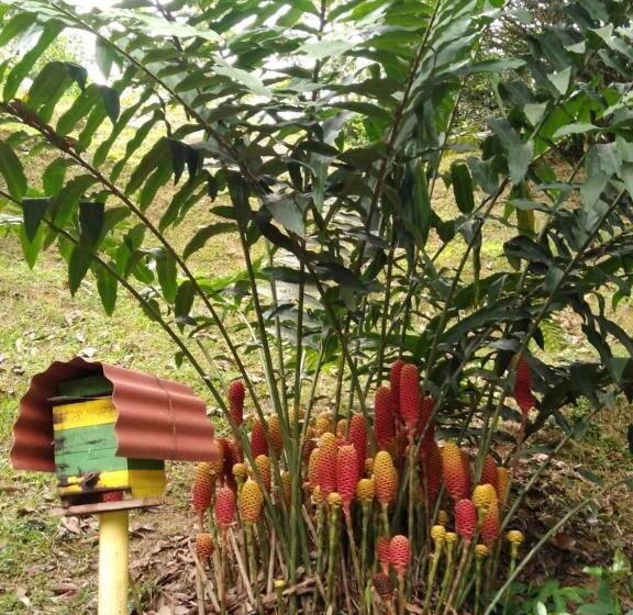 Pension Casapiedra Natural