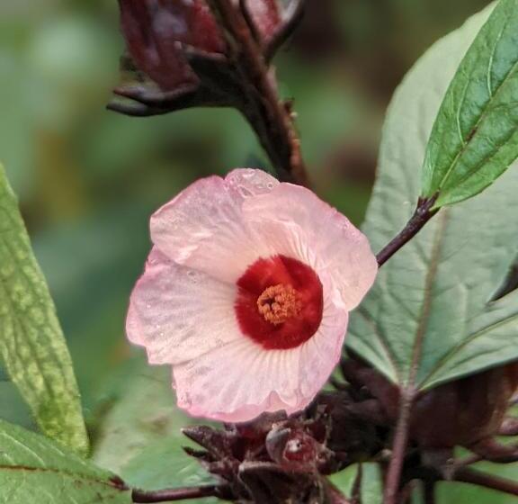 پانسیون Crescent Moon