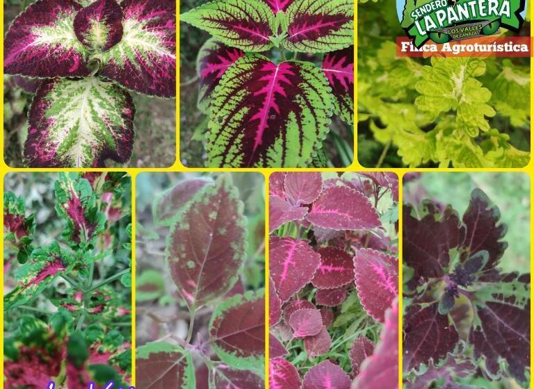 בית מלון כפרי Finca Agroturística Sendero La Pantera