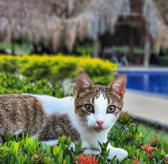 هتل Agualinda Doradal