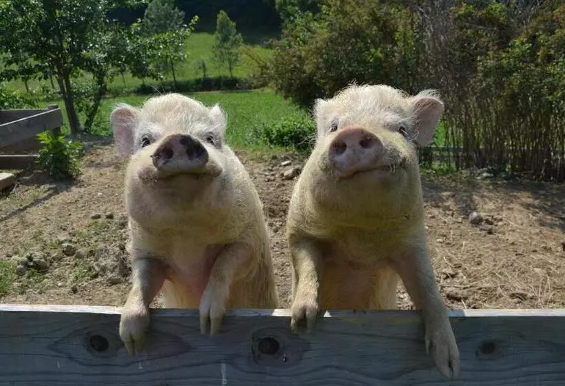 ペンション Gästehaus Waldblick