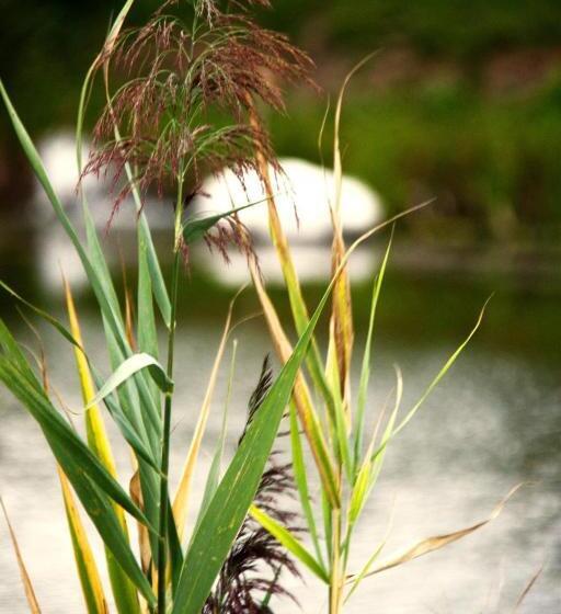 Пансион Vulturul Pescar