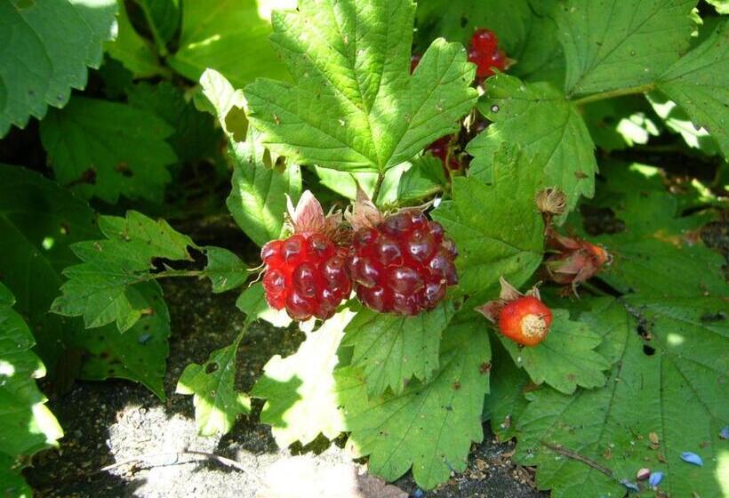 مبيت وإفطار Gallery & Lodge Noichigo