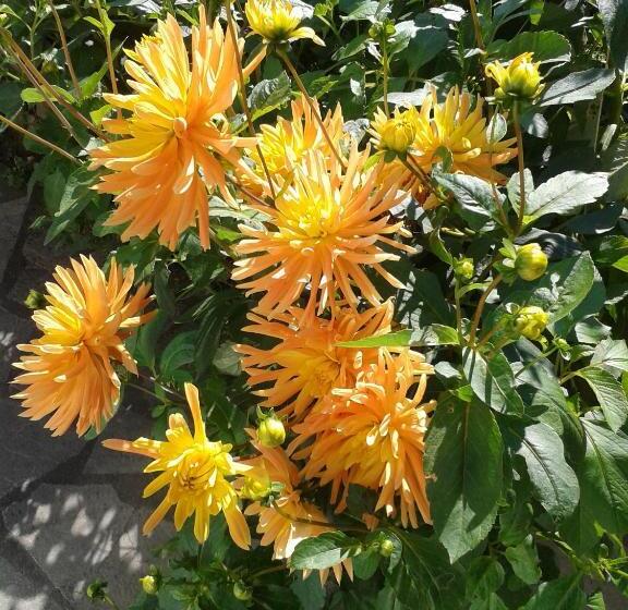 تختخواب و صبحانه La Jumelière Laval Nord