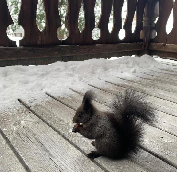 Pensione Sandbur Das Walserhaus