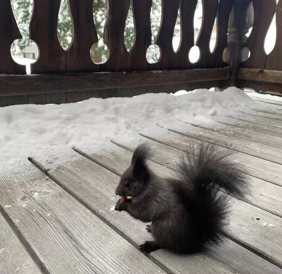 Majatalo Sandbur Das Walserhaus