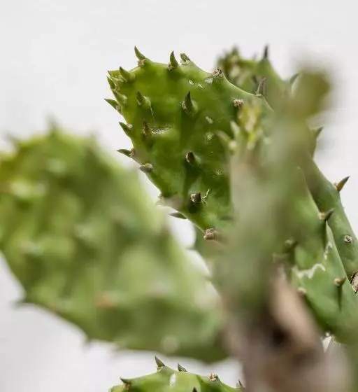 Aamiaismajoitus (B&B) Guerrieri Suites & Spa