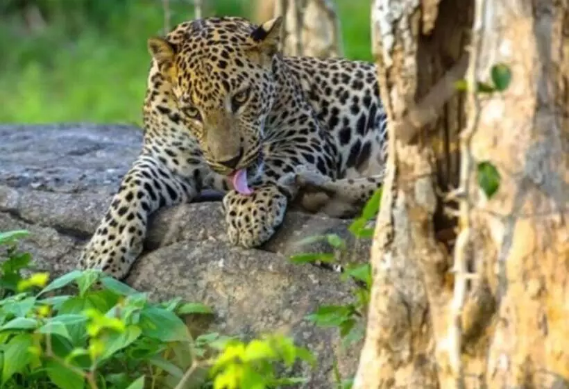 Hotelli Eagle Safari Cottage