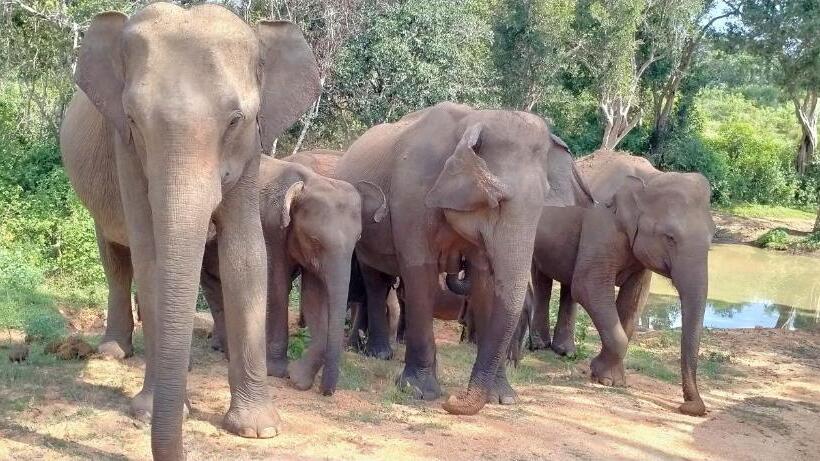 ホテル Eagle Safari Cottage