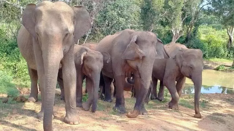 Hotelli Eagle Safari Cottage