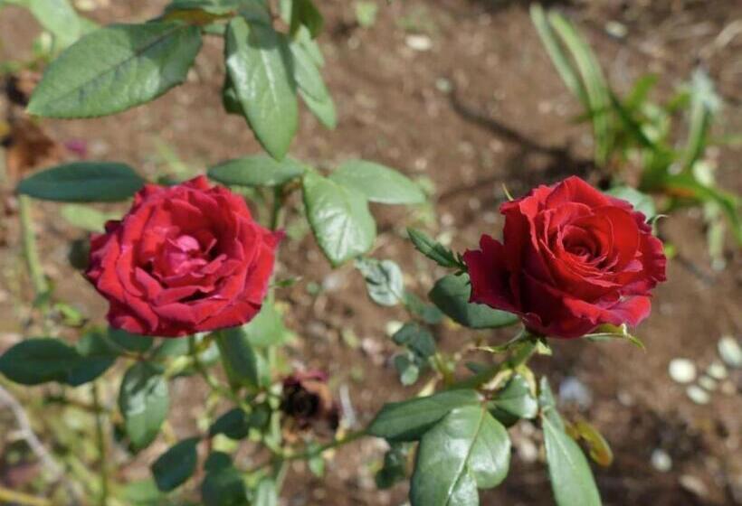 Pension Bois Gournable