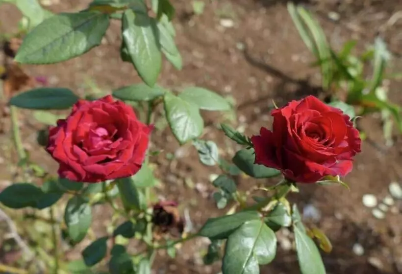 پانسیون Bois Gournable