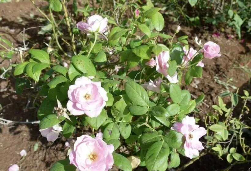 پانسیون Bois Gournable