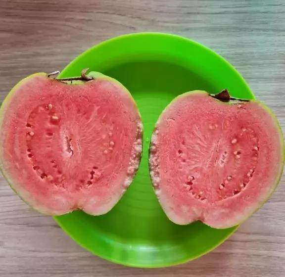 پانسیون Bois Gournable