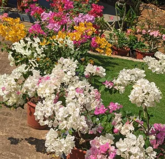 ベッドアンドブレックファースト Hill Top Homes