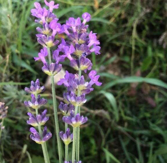בית מלון כפרי Agriturismo Al Mancino