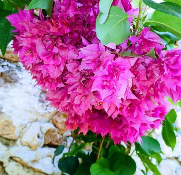 فندق Y Museo Aldea Maya Toktli Orígenes   Casa Maya Del Toloque Coronado   Alberca, Wifi Starlink, Tour M